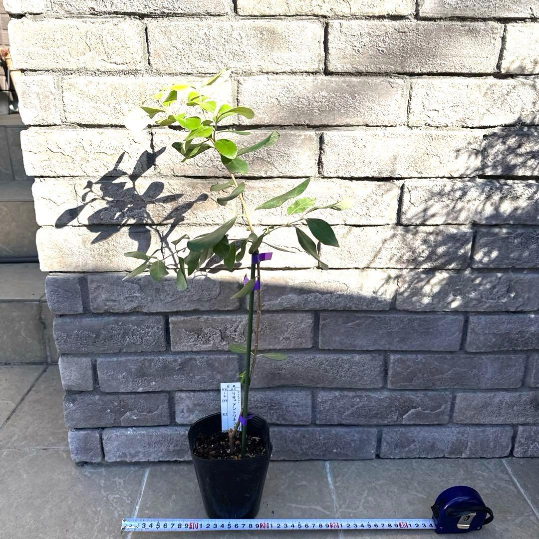 11 希少 レア フェイジョア アントワネット 挿し木苗 高さ60㌢程 証票付き