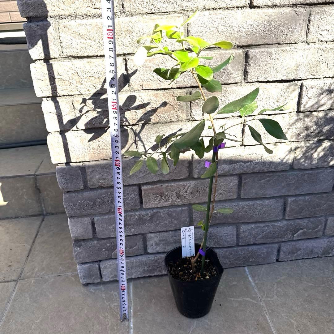 11 希少 レア フェイジョア アントワネット 挿し木苗 高さ60㌢程 証票付き