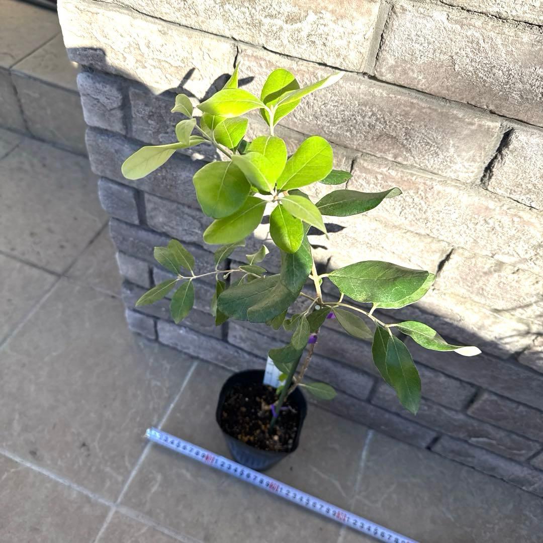 11 希少 レア フェイジョア アントワネット 挿し木苗 高さ60㌢程 証票付き