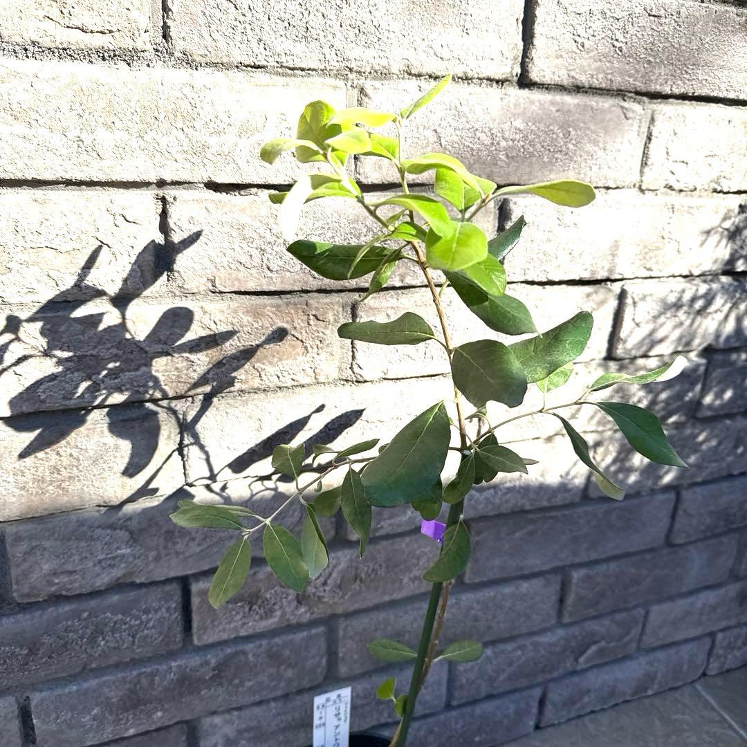 11 希少 レア フェイジョア アントワネット 挿し木苗 高さ60㌢程 証票付き