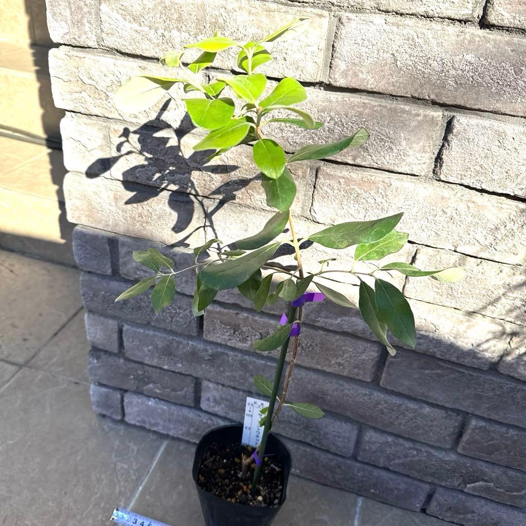 11 希少 レア フェイジョア アントワネット 挿し木苗 高さ60㌢程 証票付き