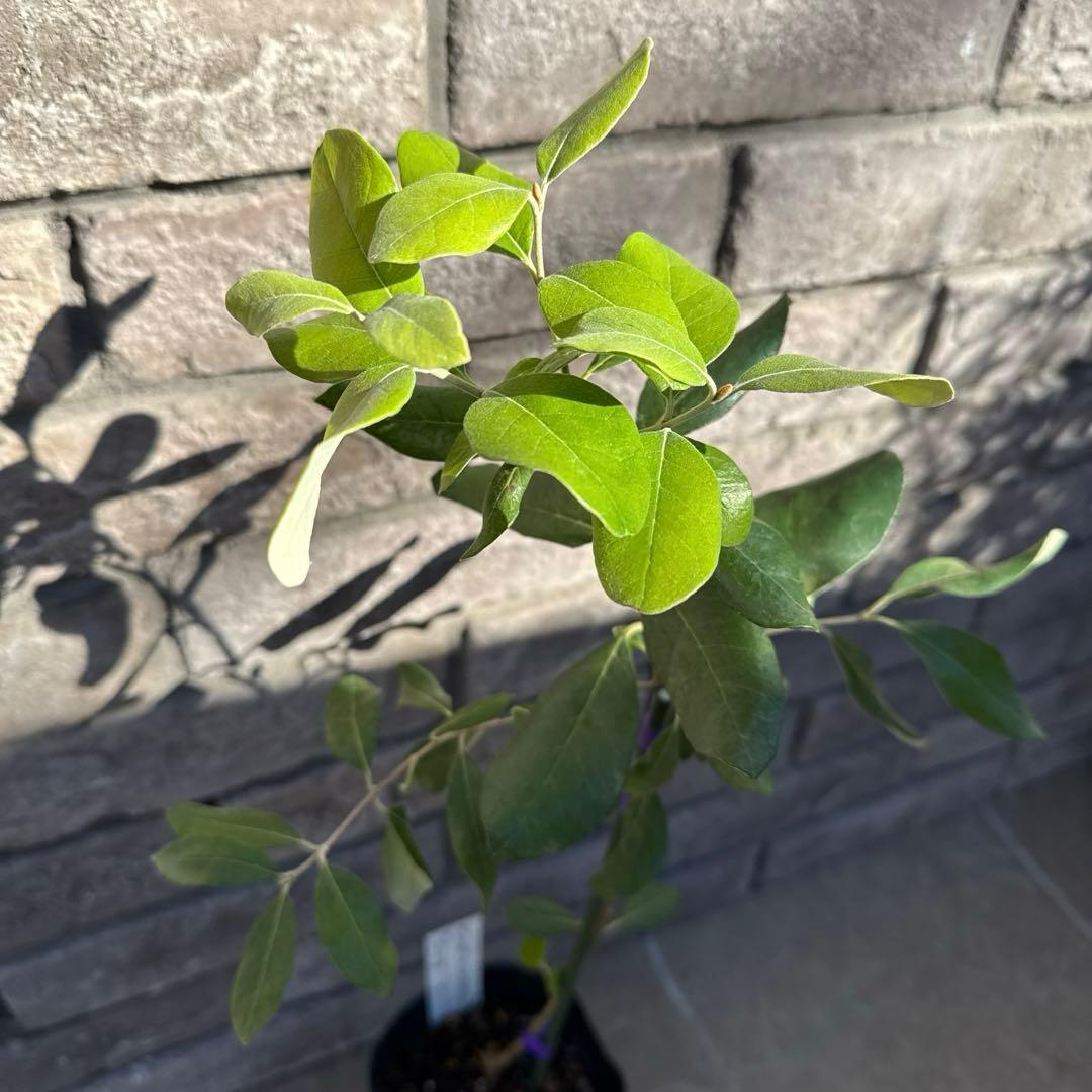 11 希少 レア フェイジョア アントワネット 挿し木苗 高さ60㌢程 証票付き