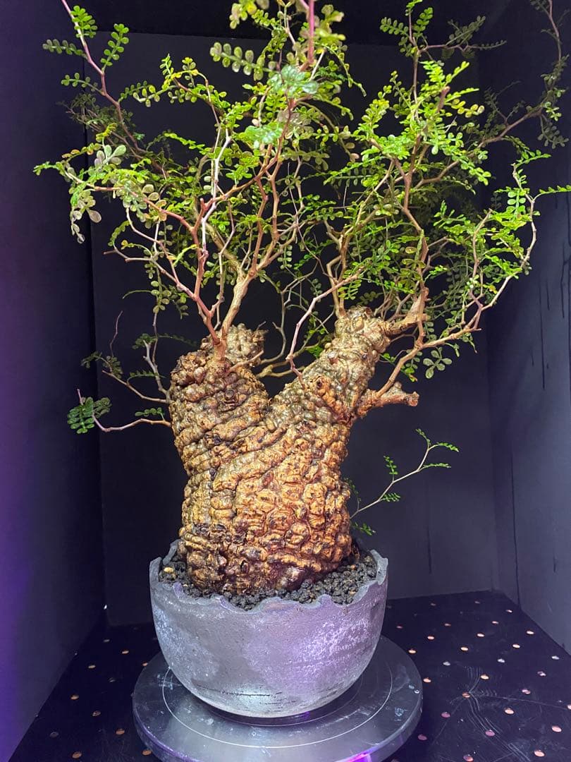 【コレクション株】オペルクリアパキプス　みやび鉢付き　良型ボコ肌　発根済