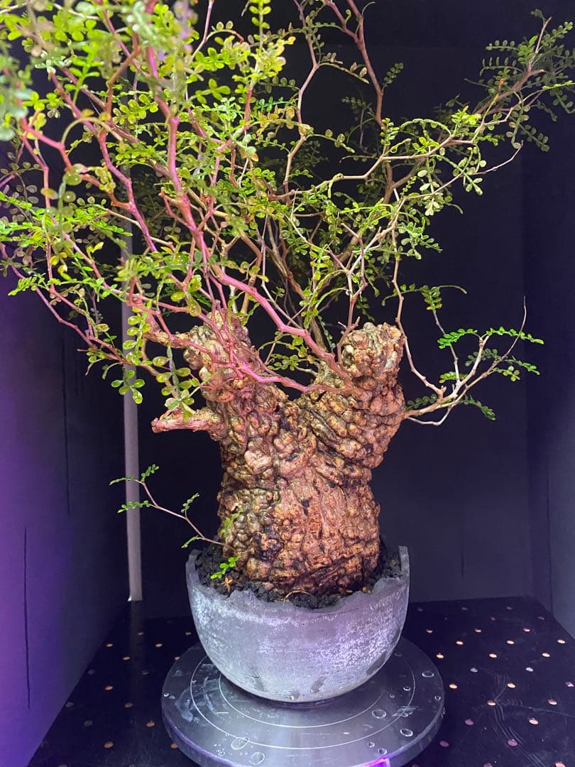 【コレクション株】オペルクリアパキプス　みやび鉢付き　良型ボコ肌　発根済