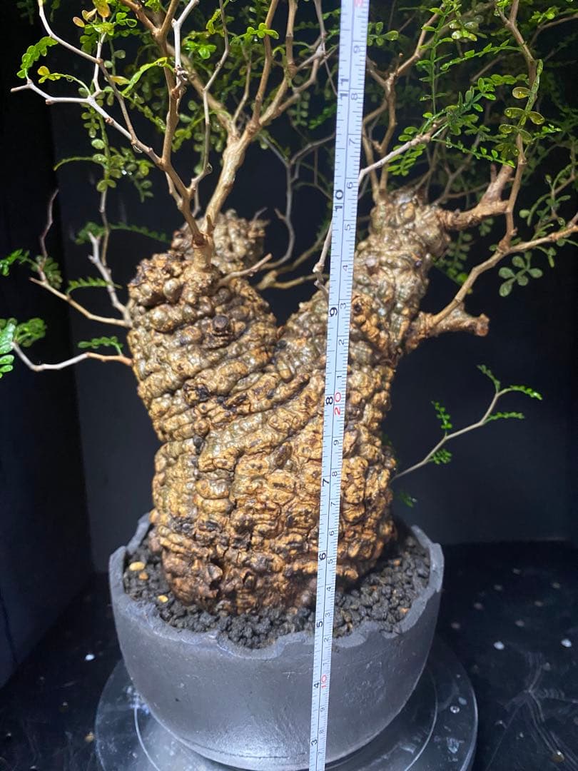 【コレクション株】オペルクリアパキプス　みやび鉢付き　良型ボコ肌　発根済