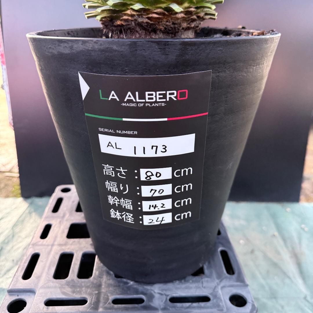 【AL1173】ユッカ　ロストラータ