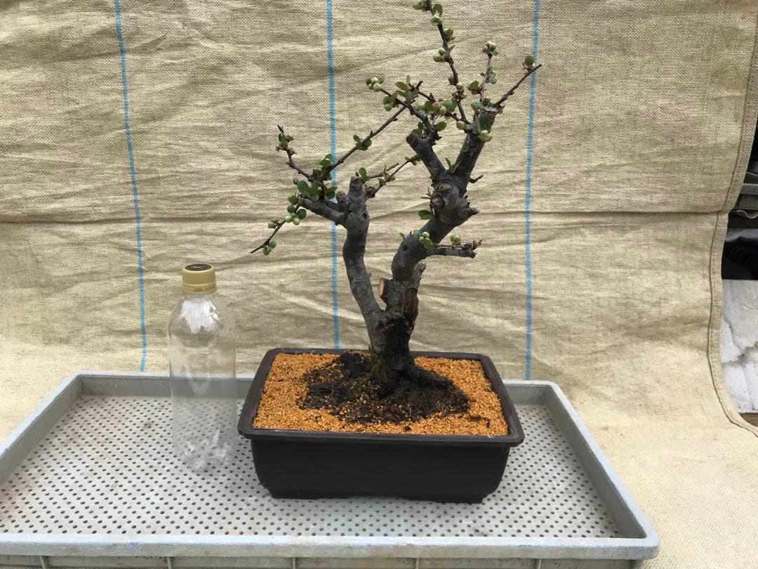 木瓜(ボケ)・放春花 彩の星 角鉢(咲分け保証品)②