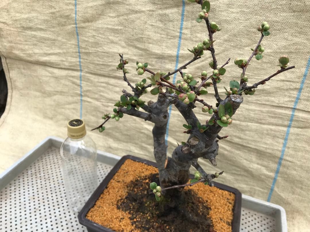 木瓜(ボケ)・放春花 彩の星 角鉢(咲分け保証品)②