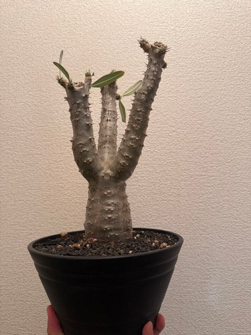 パキポディウム　サンデルシー　実生　発根済み