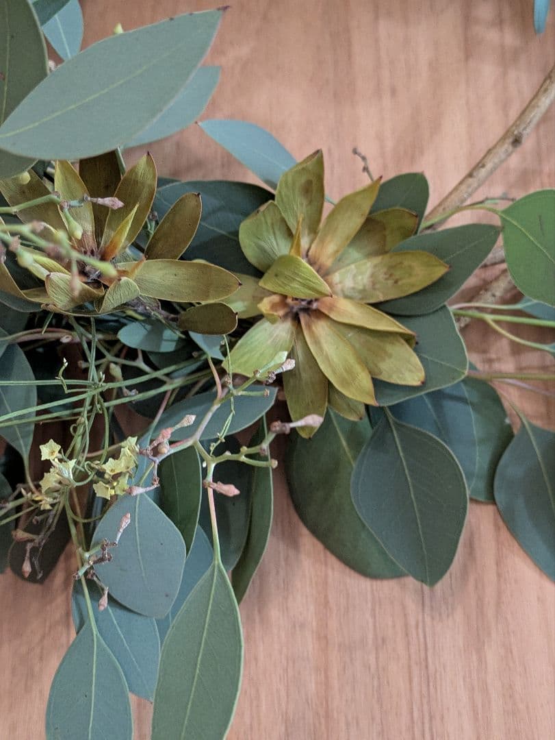 ドライフラワー★ポポラスベリーボリュームリース ★バンクシア　ワレモコウ　1点物