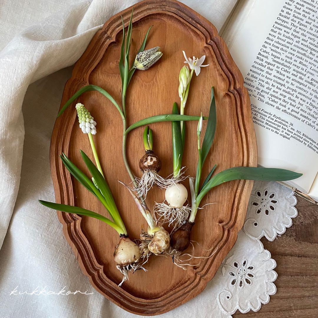 球根5種類セット