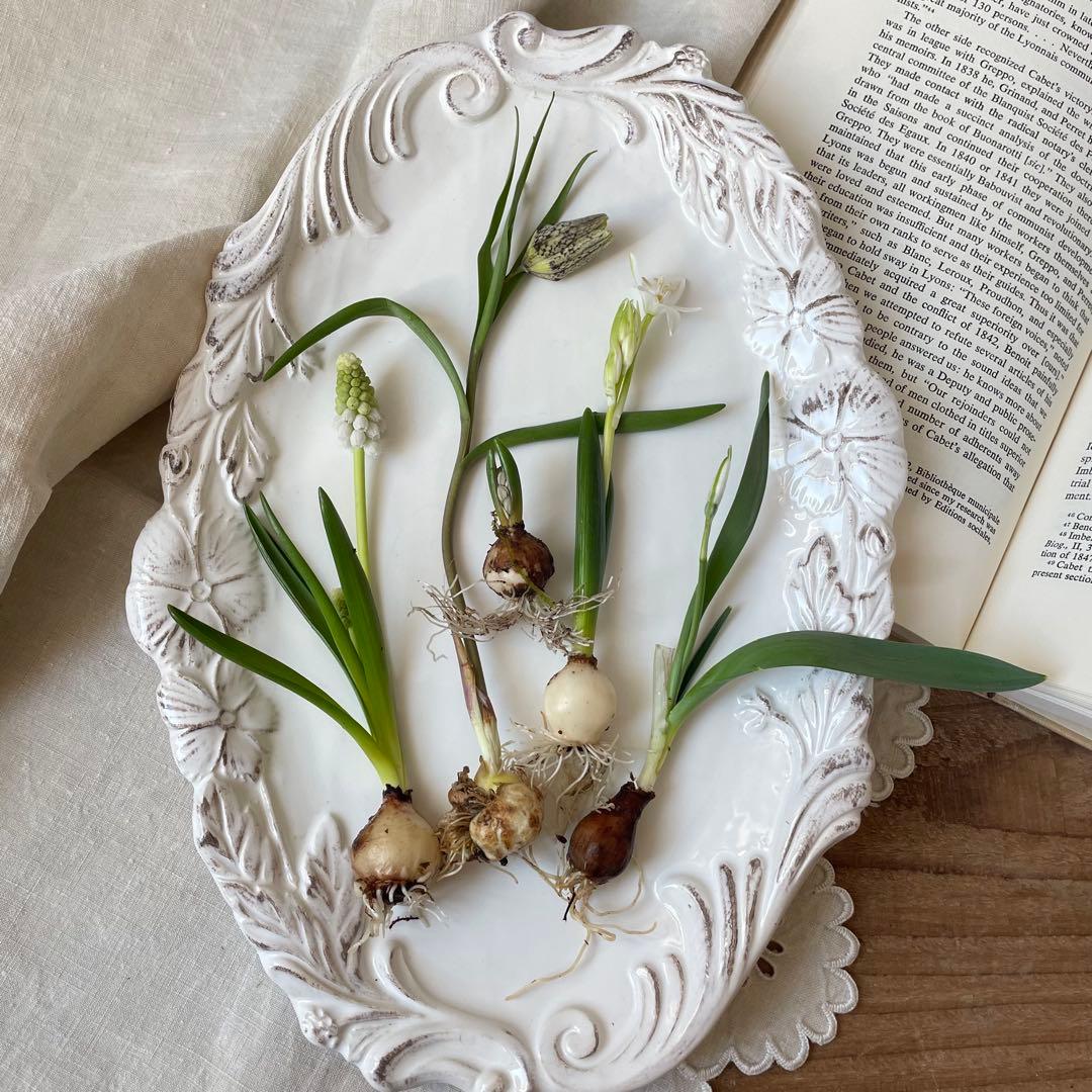 球根5種類セット