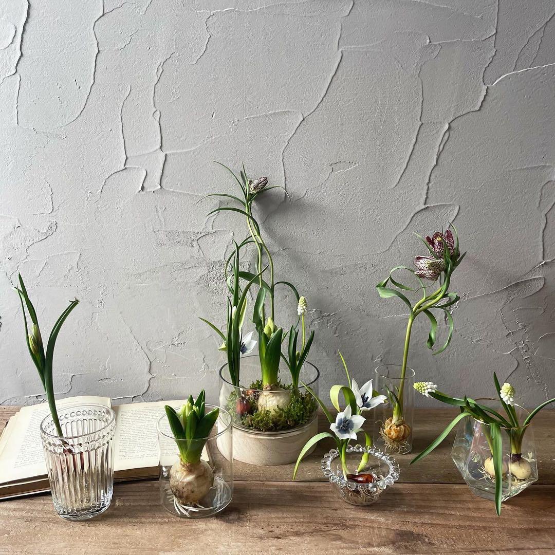 球根5種類セット