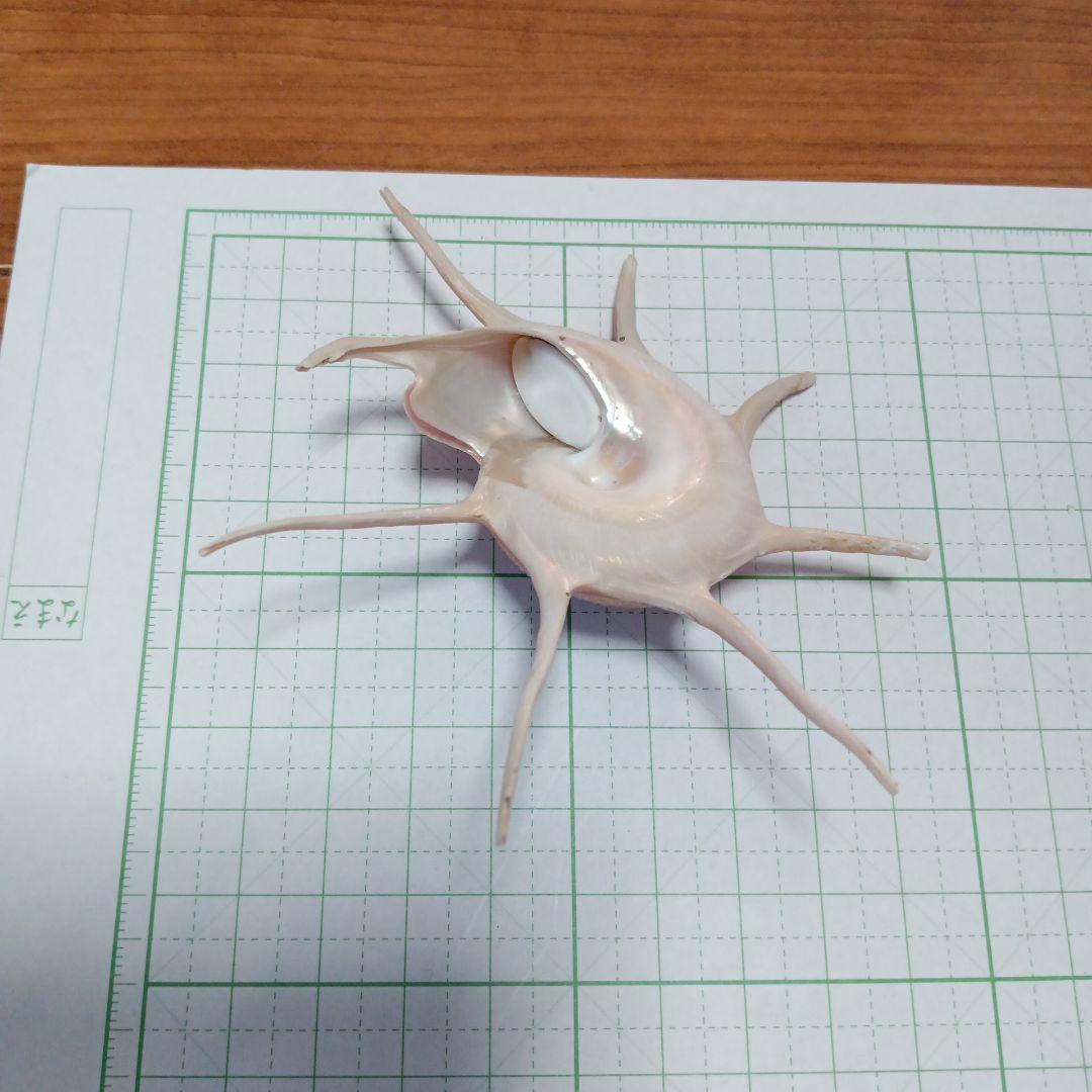 貝殻標本　ハリナガリンボウ　（蓋つき）