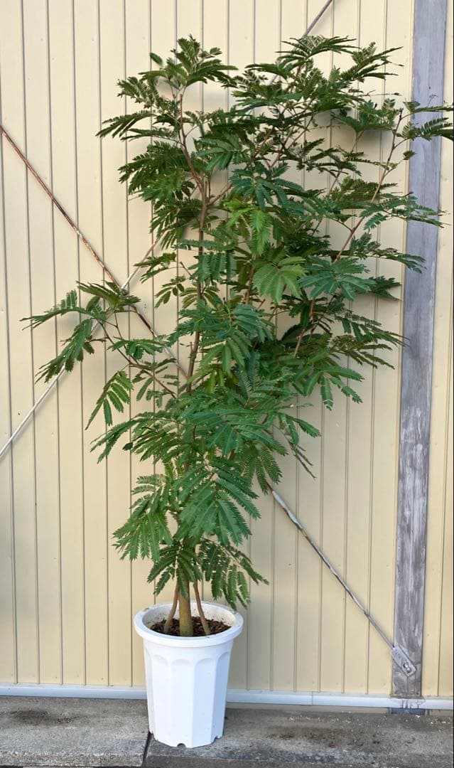 ネムの木　エバーフレッシュ　鉢皿付き