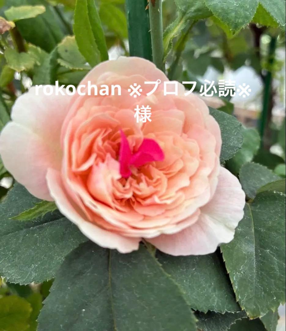 バラ苗　購入前にコメント