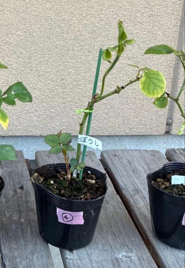 バラ苗　購入前にコメント