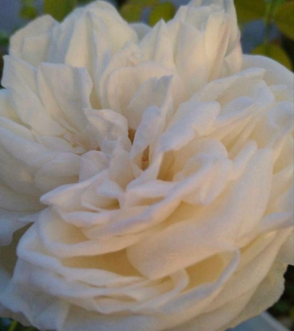 バラ苗　購入前にコメント