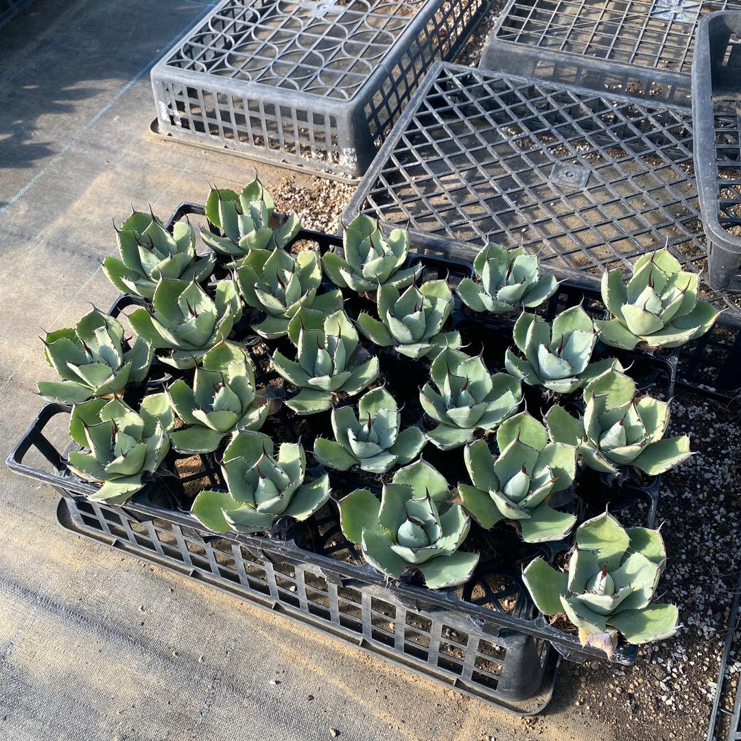 アガベ　パリートランカータ　メリクロン20個