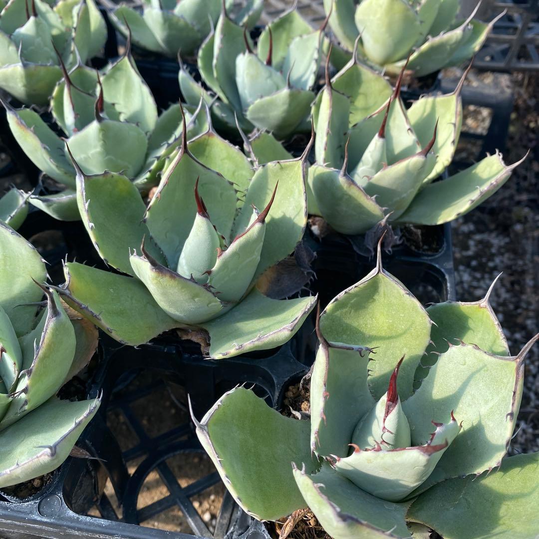 アガベ　パリートランカータ　メリクロン20個