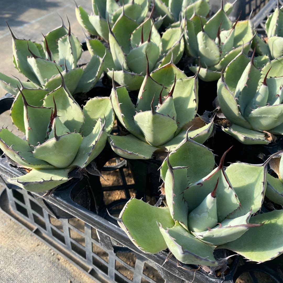 アガベ　パリートランカータ　メリクロン20個