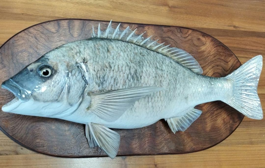 ミナミクロダイ　剥製