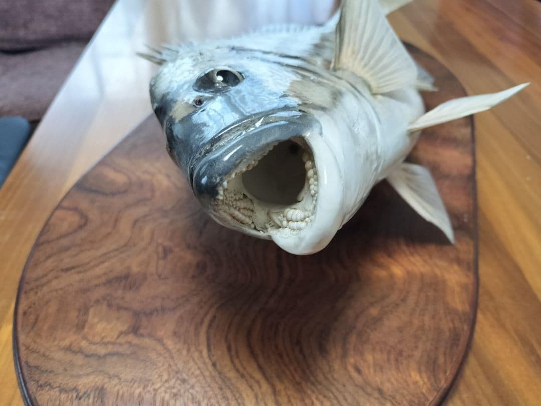 ミナミクロダイ　剥製