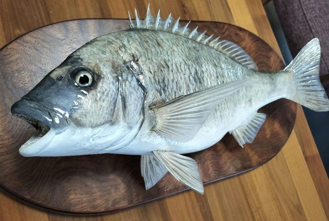 ミナミクロダイ　剥製