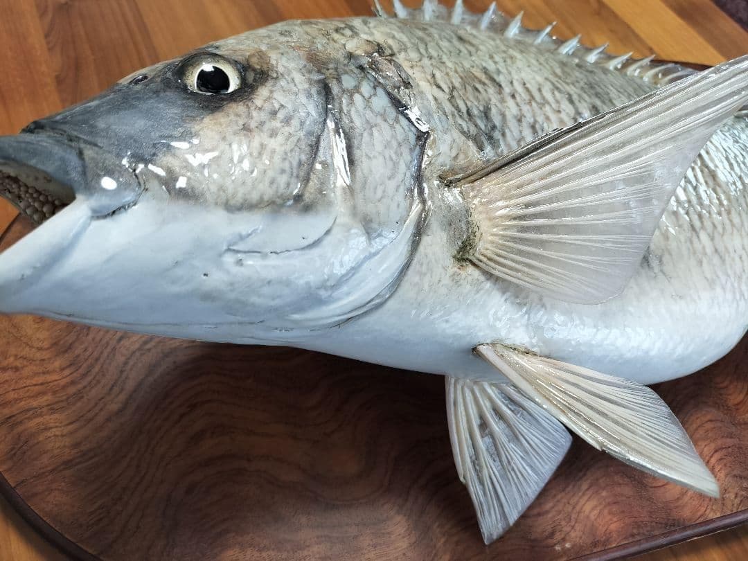 ミナミクロダイ　剥製
