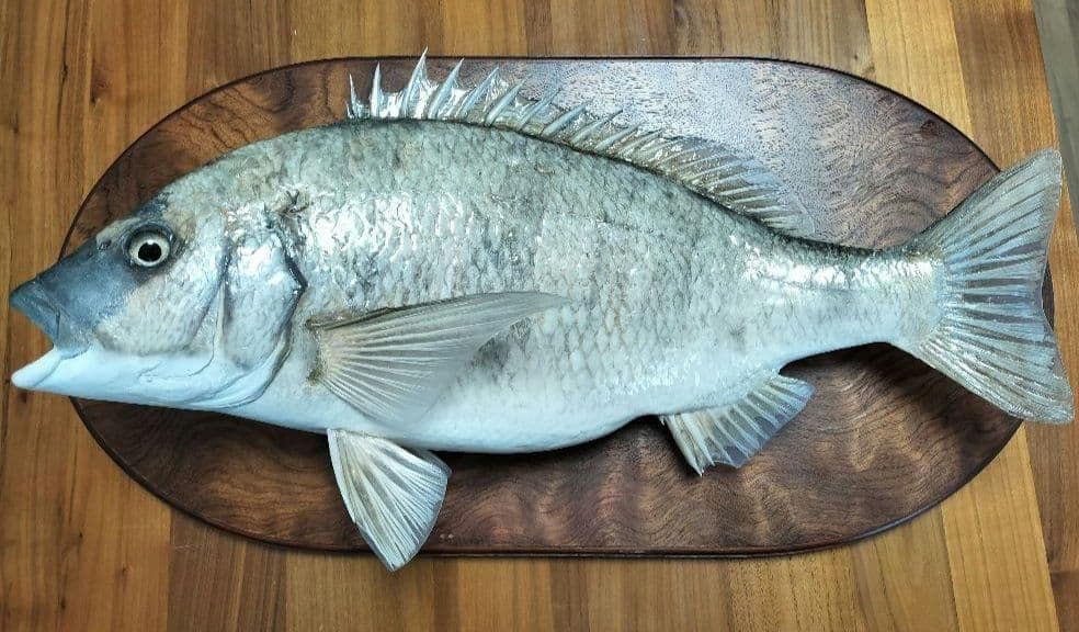 ミナミクロダイ　剥製