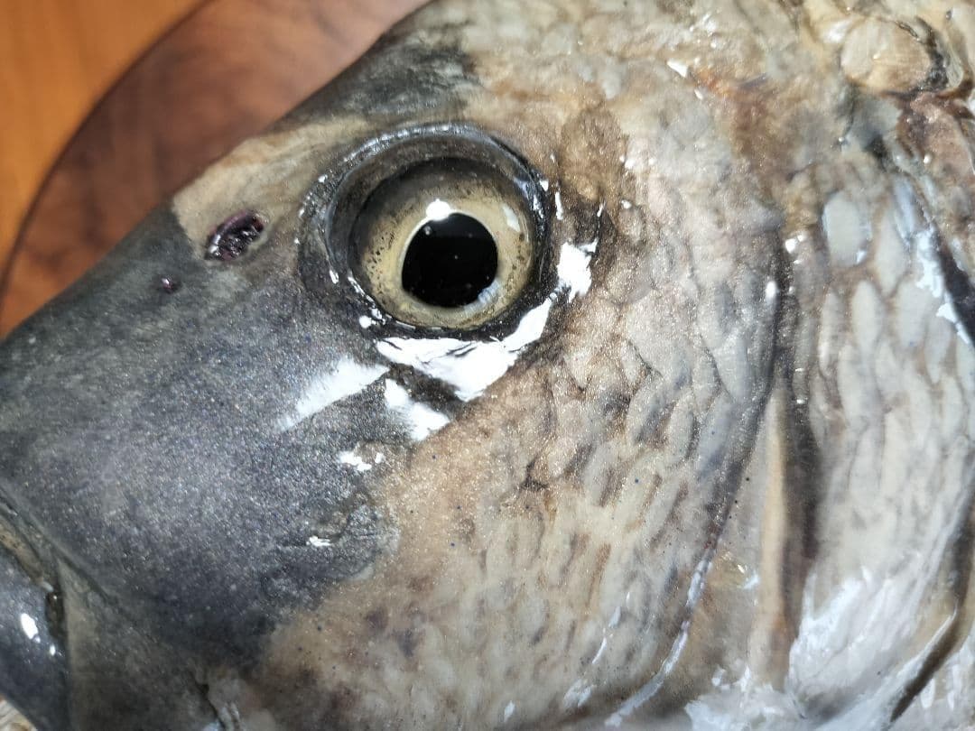 ミナミクロダイ　剥製