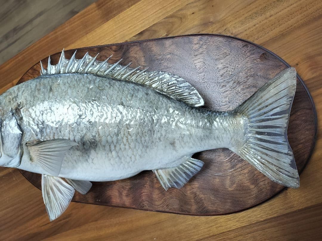 ミナミクロダイ　剥製