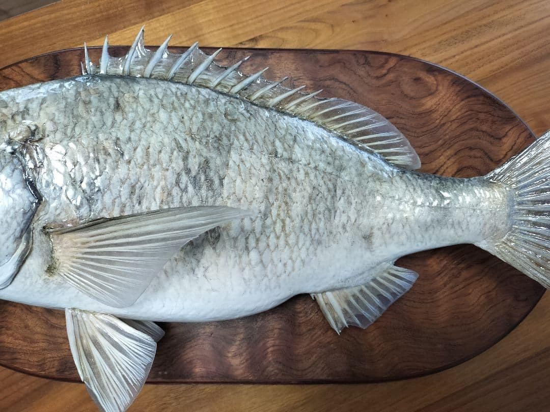 ミナミクロダイ　剥製