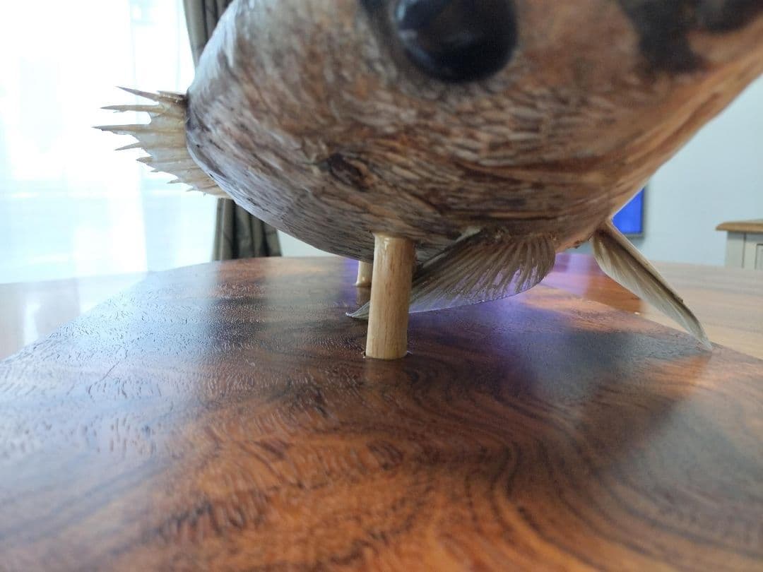 ミナミクロダイ　剥製