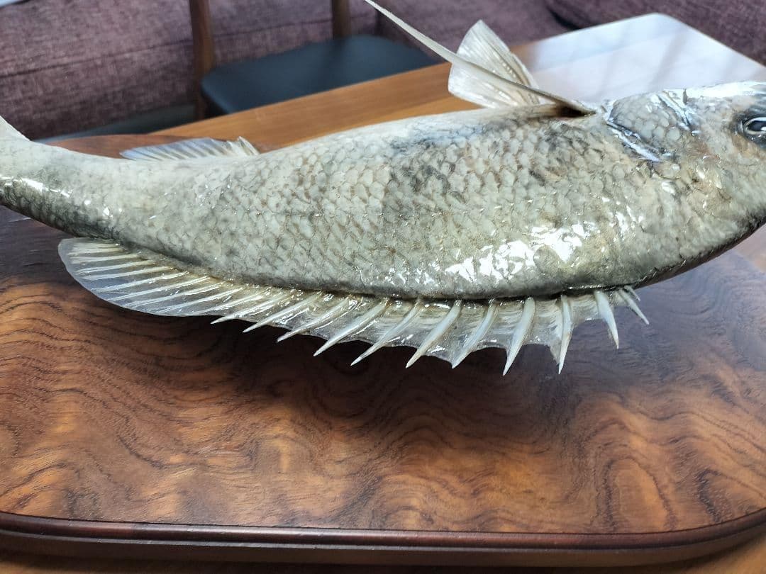 ミナミクロダイ　剥製