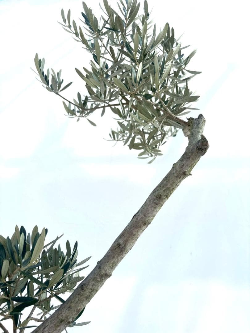 オリーブの木　古木　ホジブランコ　10号　約140cm　NO.839　人気　現品