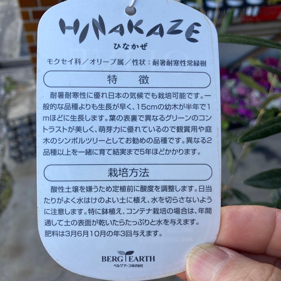 オリーブ（ひなかぜ）