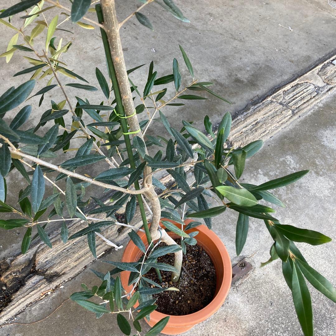 オリーブ（ひなかぜ）