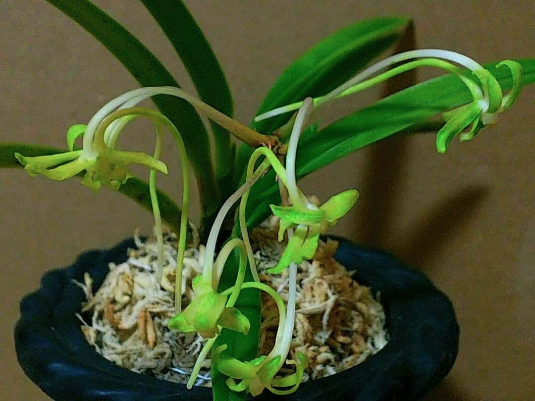 富貴蘭　海舟(唯一無二の天然種青軸青根の濃色緑花種)