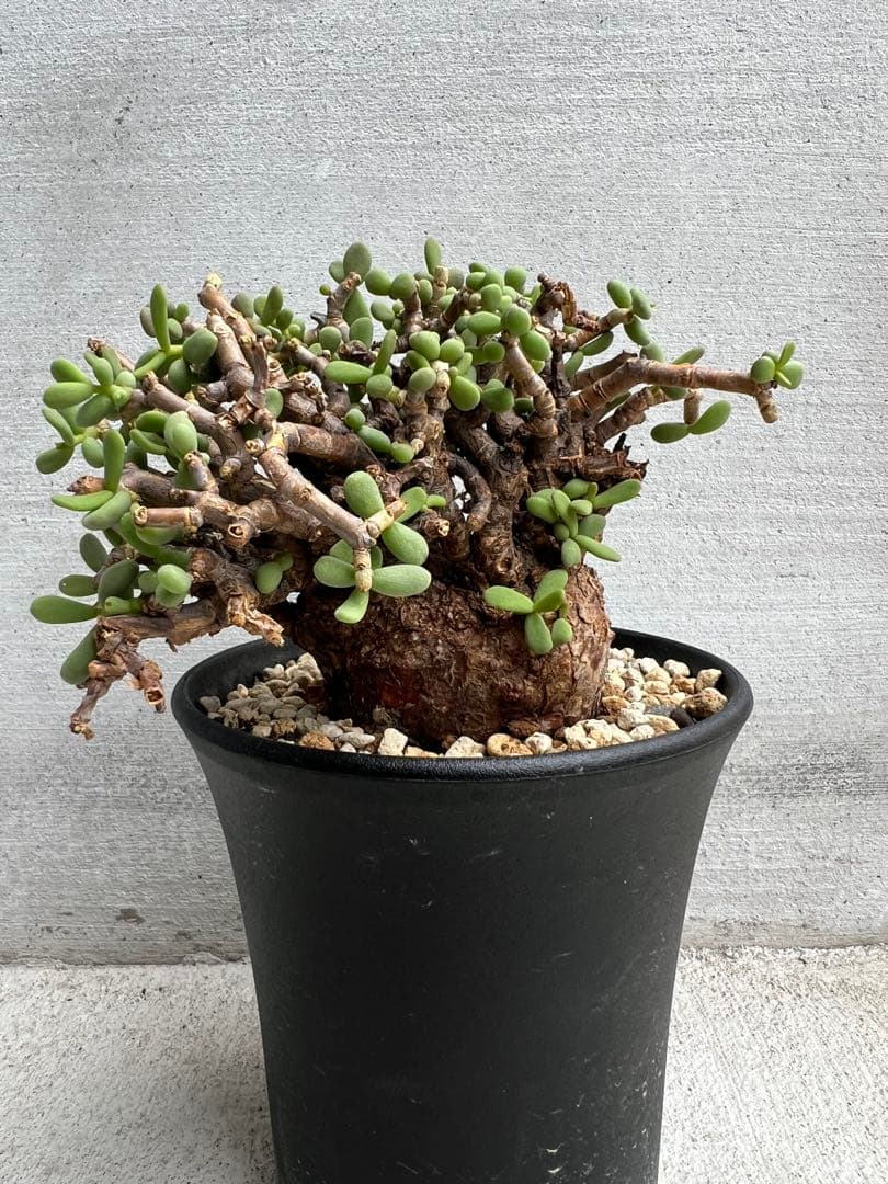 最終値下げ　発根済　ケラリアピグマエア　ベアルート株　①