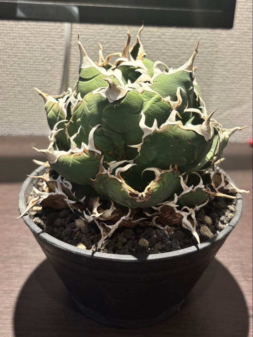 アガベ 白鯨　親株　大株