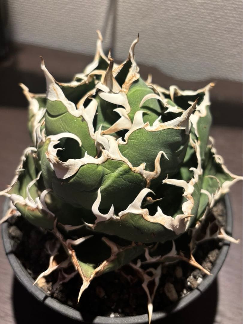 アガベ 白鯨　親株　大株