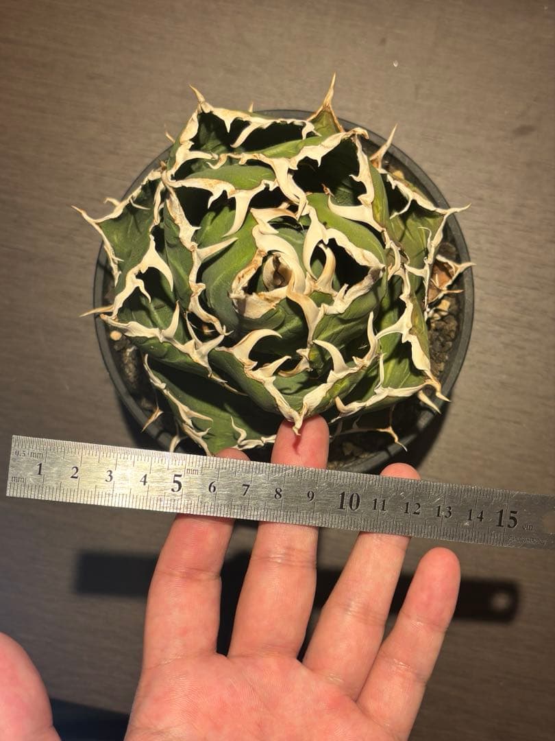 アガベ 白鯨　親株　大株