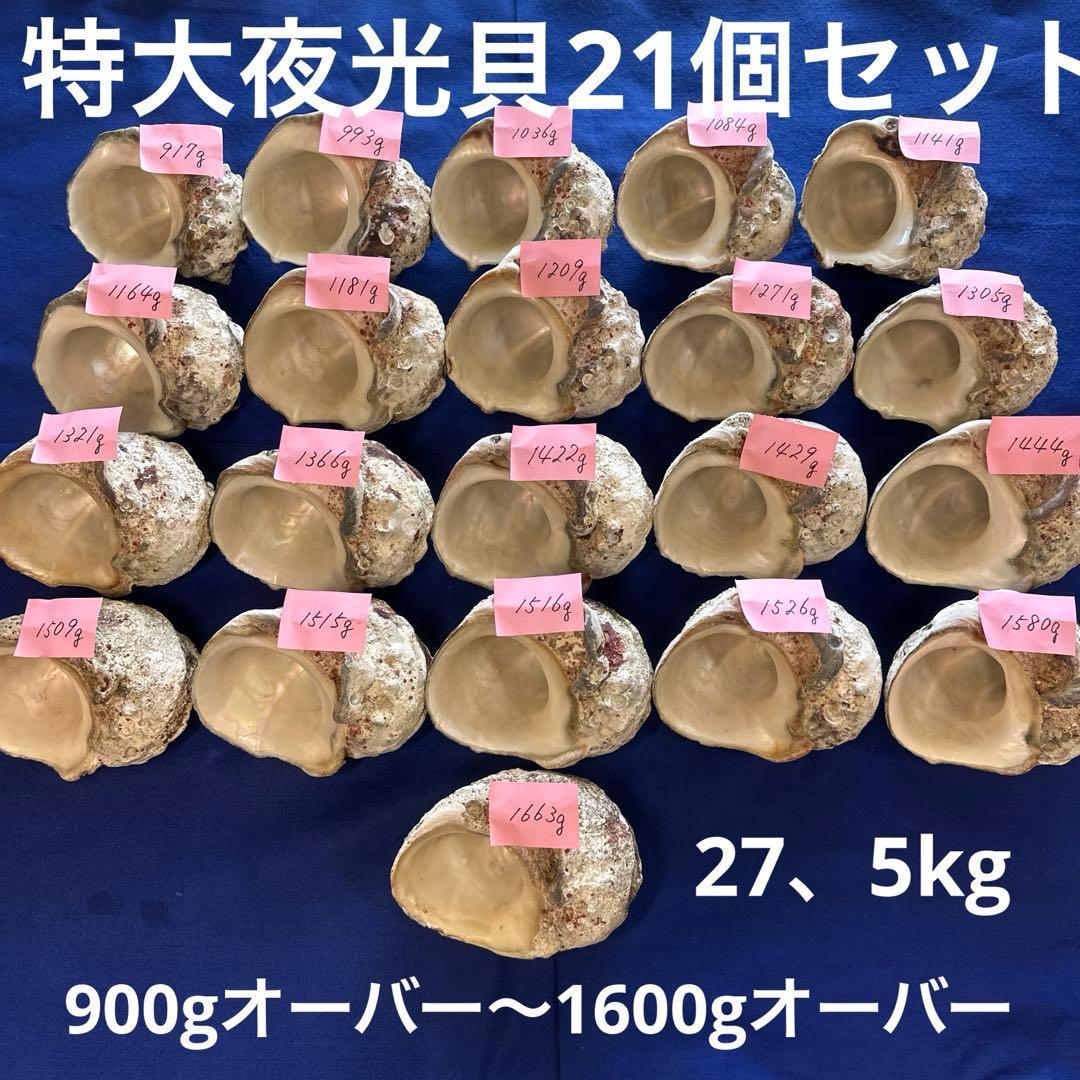 夜光貝　ヤコウ貝　まとめ売り　21個　　27、5kg アクセサリー　ルアー