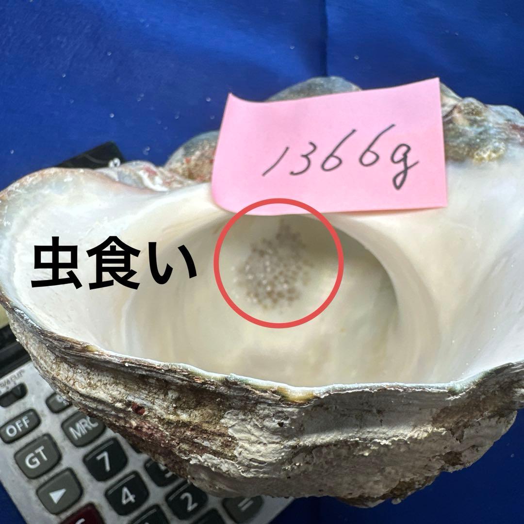 夜光貝　ヤコウ貝　まとめ売り　21個　　27、5kg アクセサリー　ルアー