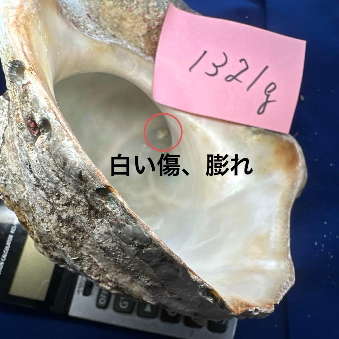 夜光貝　ヤコウ貝　まとめ売り　21個　　27、5kg アクセサリー　ルアー