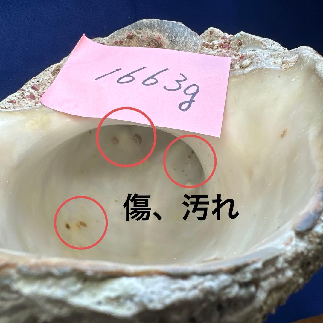 夜光貝　ヤコウ貝　まとめ売り　21個　　27、5kg アクセサリー　ルアー