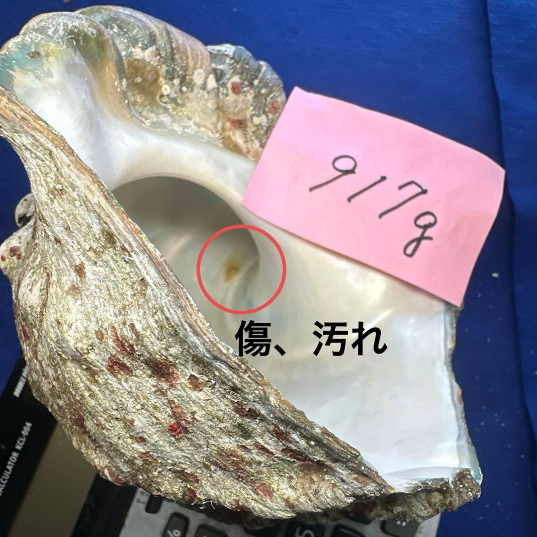 夜光貝　ヤコウ貝　まとめ売り　21個　　27、5kg アクセサリー　ルアー