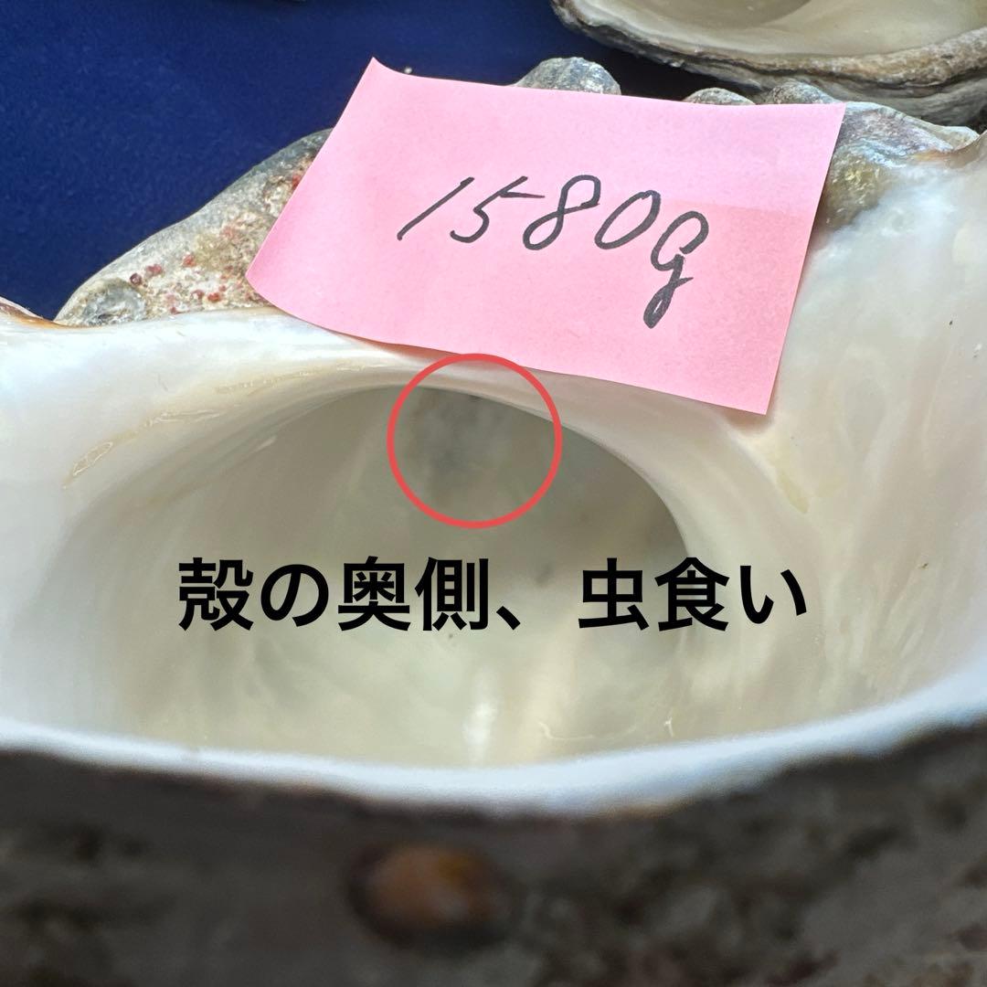 夜光貝　ヤコウ貝　まとめ売り　21個　　27、5kg アクセサリー　ルアー