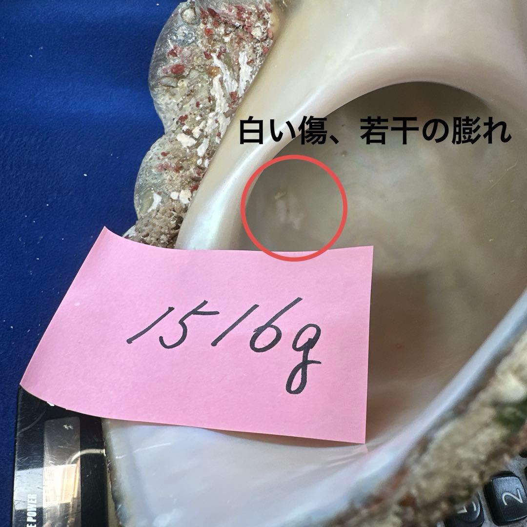 夜光貝　ヤコウ貝　まとめ売り　21個　　27、5kg アクセサリー　ルアー